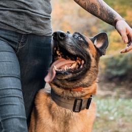 Belgian Malinois and German Shepherds from Kings K9 Kennel & Training, LLC