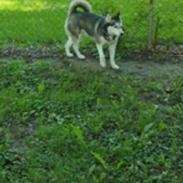 Siberian Huskies from Hoosier Huskies