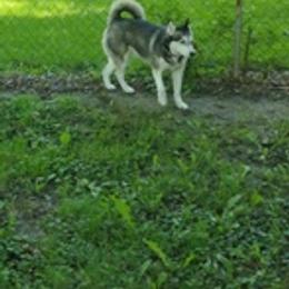 Siberian Huskies from Hoosier Huskies