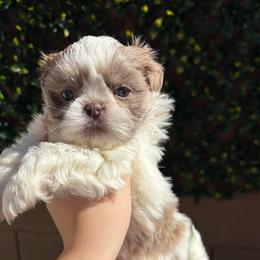 Megara (AKC) - Liver and white female Shih Tzu puppy in Las Vegas, Nevada from Vegas Shih Tzus