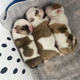 Bulldog Puppies from Villaobos kennels LLC
