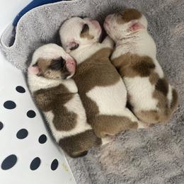Bulldog Puppies from Villaobos kennels LLC
