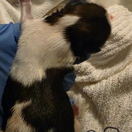 Boy 2 - Red and white male Shih Tzu puppy in Denison, Texas from Lotus Kennels