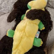 Barbet Puppies from Chateau Barbets