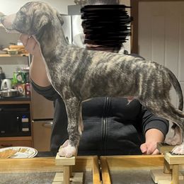 Tej - Black brindle Whippet puppy in Erving, Massachusetts from Mariki Hounds