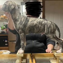 Tej - Black brindle Whippet puppy in Erving, Massachusetts from Mariki Hounds