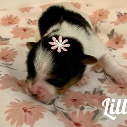 Biewer Terrier Puppies from Bouquet Biewers