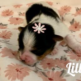 Biewer Terrier Puppies from Bouquet Biewers