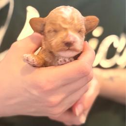 Zelda - Red female Cavapoo puppy in Kalamazoo, Michigan from Sleeping Bear Kennels