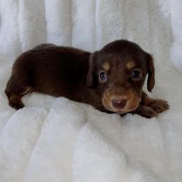 Naomi - Chocolate and tan female Dachshund puppy in San Diego, California from Enchantables