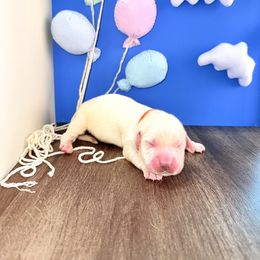 Golden Retriever Puppies from Top Gun Golden Retrievers