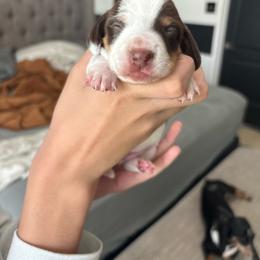Chase - Piebald male Dachshund puppy in Tomball, Texas from Gutierrez House of Doxies