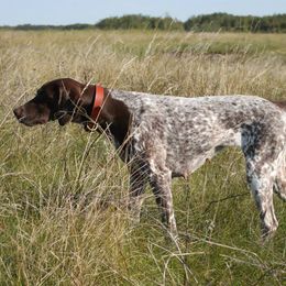 German Shorthaired Pointer All Grown Up from Twin Gabels GSPs