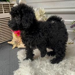 Maci Lynn - Black female Poodle puppy in Elgin, South Carolina from Silver Bells Paw Prints