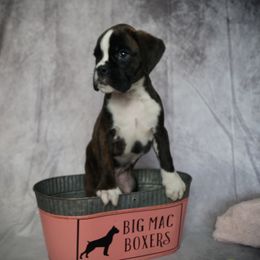 Boxer Puppies from Big Mac Boxers