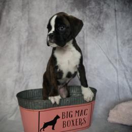 Boxer Puppies from Big Mac Boxers