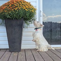 Bugga - Scottish Terrier