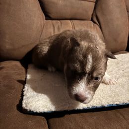 Boy 6 - Green collar - Brown and white male Siberian Husky puppy in Independence, Wisconsin from Hito's Huskies