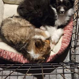 Bandit - Black and white male Shetland Sheepdog puppy in Germantown, Ohio from Buckeye Shelties