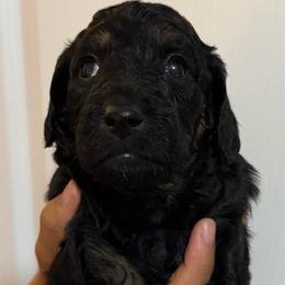 Cinnamon - Phantom female Poodle puppy in Pueblo West, Colorado from Little Paws Poodles