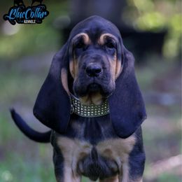 Gabby - Black and tan female Bloodhound puppy in New Edinburg, Arkansas from Blue Collar Kennelz