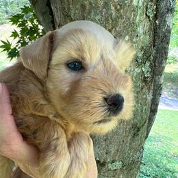 Cash - Wheaten male Miniature Schnauzer puppy in Grayson, Kentucky from Seventh Heaven Schnauzers