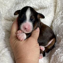 Boy 4 - Tri-color male Bernedoodle puppy in Superior, Arizona from Mountain Bridge Doodles