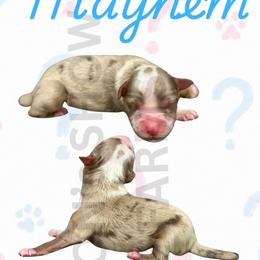 Mayhem - Red merle male Miniature Australian Shepherd puppy in Oronogo, Missouri from Dutton's Show Me Farms