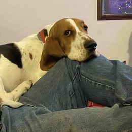 Basset Hound All Grown Up from Beckstrom’s Family Bassets