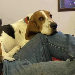 Basset Hound All Grown Up from Beckstrom’s Family Bassets