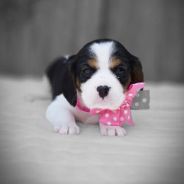 Bella - Black and white female Companion Cross puppy in Preston, Maryland from Katie's Pups