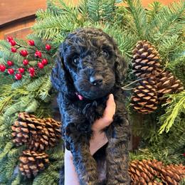 Eclair - Phantom female Goldendoodle puppy in Fresno, California from CaliDoodles