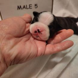 Male 5 - Black and white male Boston Terrier puppy in Headland, Alabama from Crystal Carlisle's Boston Terriers