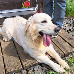 Poppy - Golden Retriever
