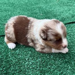 Maggie - Red merle female Australian Shepherd puppy in Mount Vernon, Texas from RJ's Aussie Posse