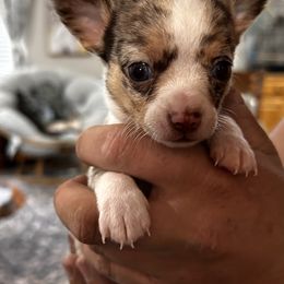 Milo - Merle male Chihuahua puppy in Hebron, North Dakota from Dakota Heart Chihuahuas