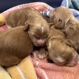 Yellow Girl - Red and white female Cockapoo puppy in Covington, Louisiana from MyKy Puppies