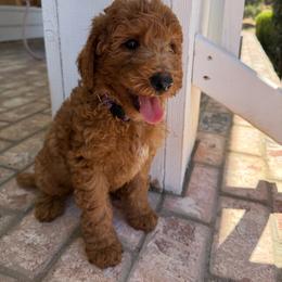 Purple - Red  female Goldendoodle puppy in Shingle Springs, California from California Double Doodles