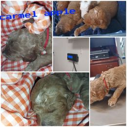 Goldendoodle and Poodle Puppies from Heavenly poodle and doodle