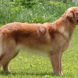 Chesapeake Bay Retrievers and Golden Retrievers from Echo Valley Kennels