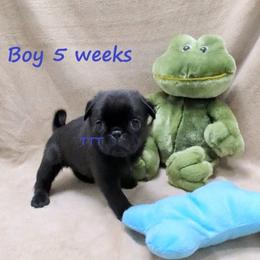 Black boy 1 - Black male Pug puppy in Medina, Ohio from T Tiny Treasures