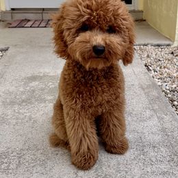 Cavapoo, Cockapoo, and Poodle Puppies from Benji’s Cockapoos