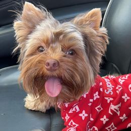 Yorkshire Terriers from Sunshine Parti Yorkies