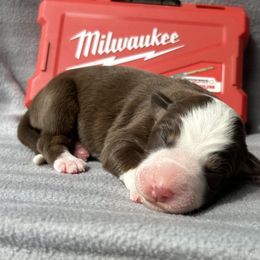 Carpenter - Red tri-color male Australian Shepherd puppy in Litchfield, New Hampshire from Aussies Edge Farm