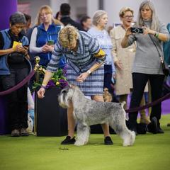 Roger - Standard Schnauzer