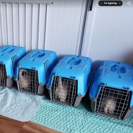 Dachshund Puppies from Cream Doxie Luv