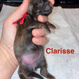 Girl 5 - Sable female Shih Tzu puppy in Kettering, Ohio from The Ruff Life Tribe