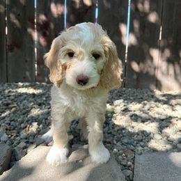 Boy 1 - Apricot Goldendoodle puppy in Modesto, California from Two Doods Doodles