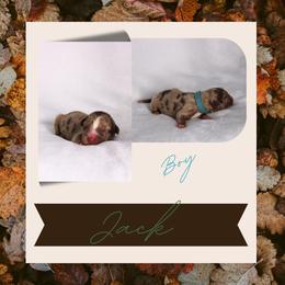 Jack - Red merle male Australian Shepherd puppy in Cleburne, Texas from Hudson Farm