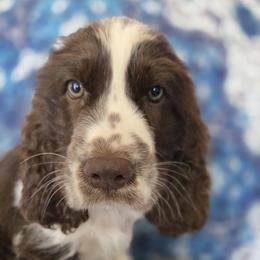English Springer Spaniel Puppies from Pinwheel Acres